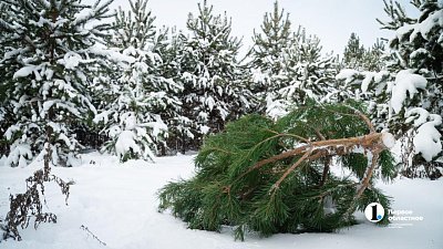 Более 2,5 млн гектаров челябинских лесов взяты под усиленную защиту в канун Нового года