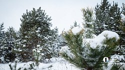 Более 2,5 млн гектаров челябинских лесов взяты под усиленную защиту в канун Нового года