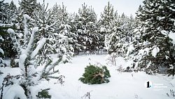 Более 2,5 млн гектаров челябинских лесов взяты под усиленную защиту в канун Нового года