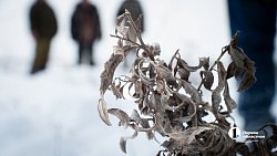 Более 2,5 млн гектаров челябинских лесов взяты под усиленную защиту в канун Нового года