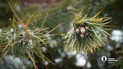 Более 2,5 млн гектаров челябинских лесов взяты под усиленную защиту в канун Нового года