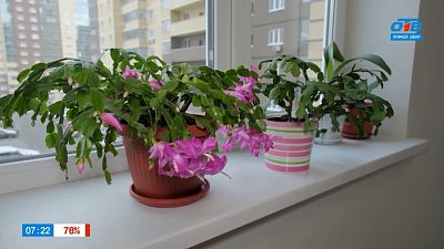 Как заставить зигокактус зацвести перед Новым годом в рубрике «Руки садовода»