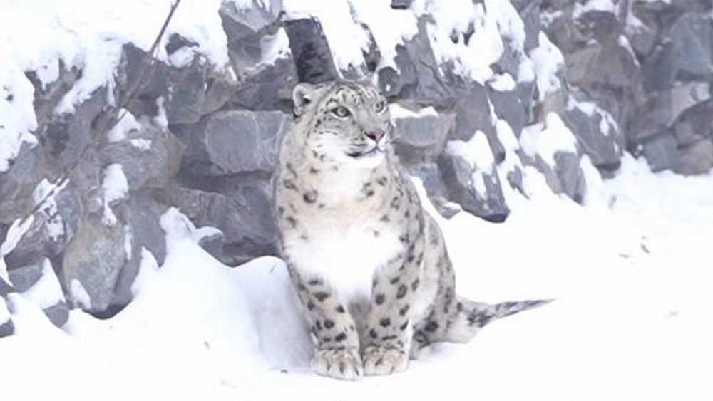 Снежный барс Серебряна уехала из Челябинска и начинает новую жизнь в Новосибирске