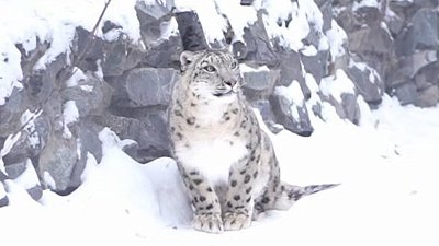 Снежный барс Серебряна уехала из Челябинска и начинает новую жизнь в Новосибирске