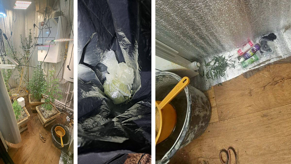 В Южноуральске задержали мужчину, выращивающего коноплю в квартире