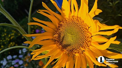 На Южном Урале завершили уборку масличных и собрали рекордные 485 тысяч тонн