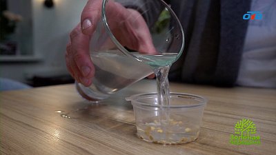 Бактерии и грибы — защитники растений