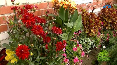 Альтернативные растения для контейнерного озеленения