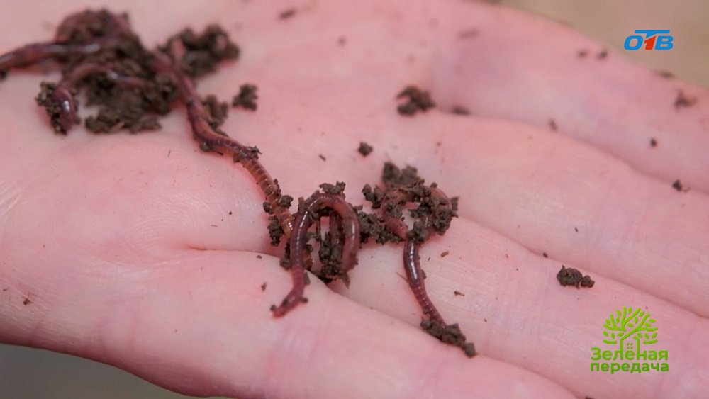 Калифорнийские черви — необычные домашние животные