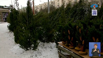 В Челябинске провели рейды по елочным базарам