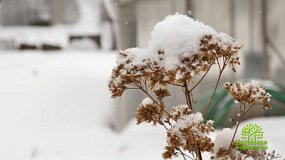 Украшаем сад и огород к Новому году