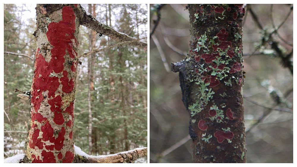 В нацпарке «Таганай» покраснели деревья