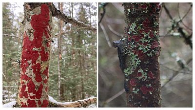 В нацпарке «Таганай» покраснели деревья