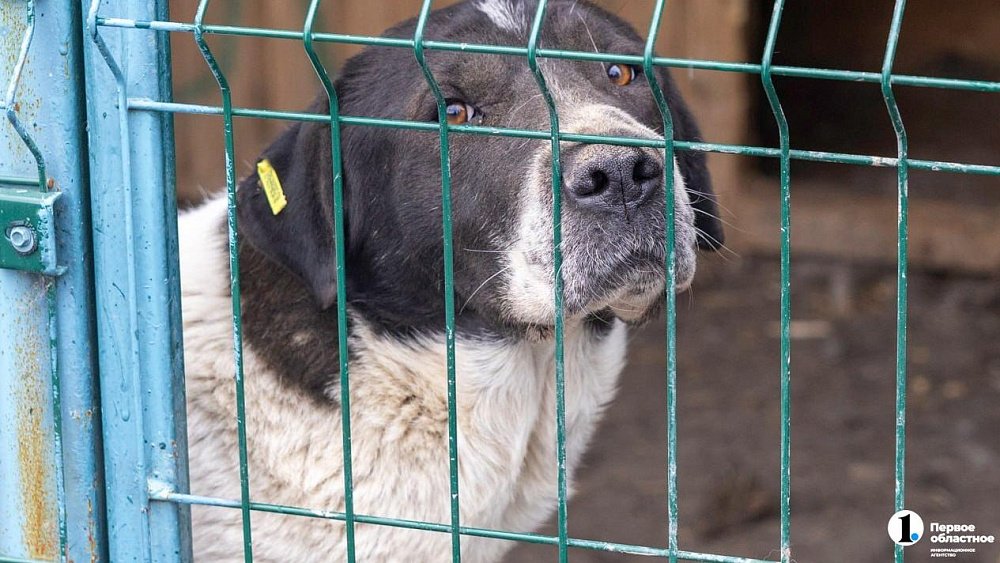 В Челябинске с 1 января 2026 года заработает служба отлова собак