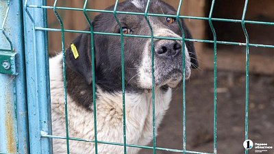 В Челябинске с 1 января 2026 года заработает служба отлова собак