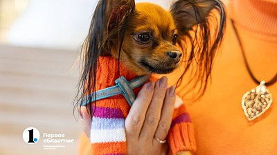 В Челябинске перед Новым годом вырос спрос на услуги зоонянь