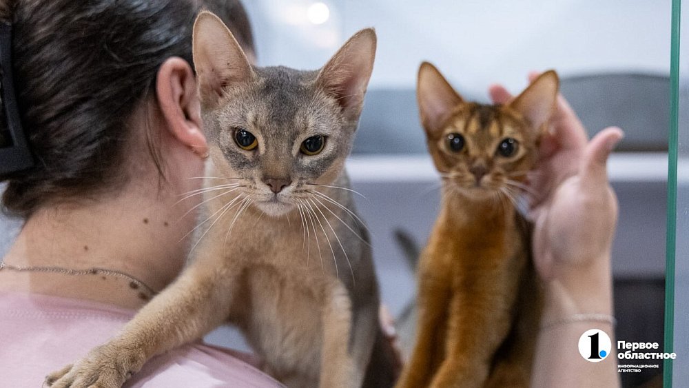 Перед Новым годом в Челябинске в 3 раза выросли продажи автокормушек