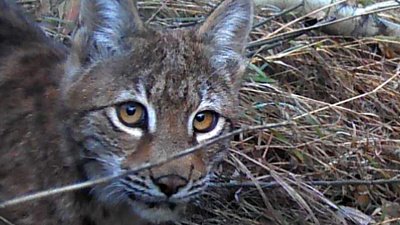 Возле Озерске все чаще встречают лис, кабанов и других диких животных