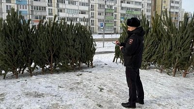 Свыше 1,3 тысячи хвойных деревьев изъяли у нелегальных продавцов в Челябинске