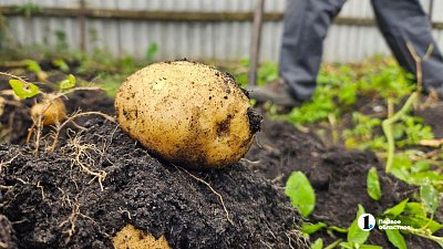 Аграрии Челябинской области собрали рекордный урожай картофеля