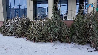 В Копейске полиция провела проверку мест продажи елок