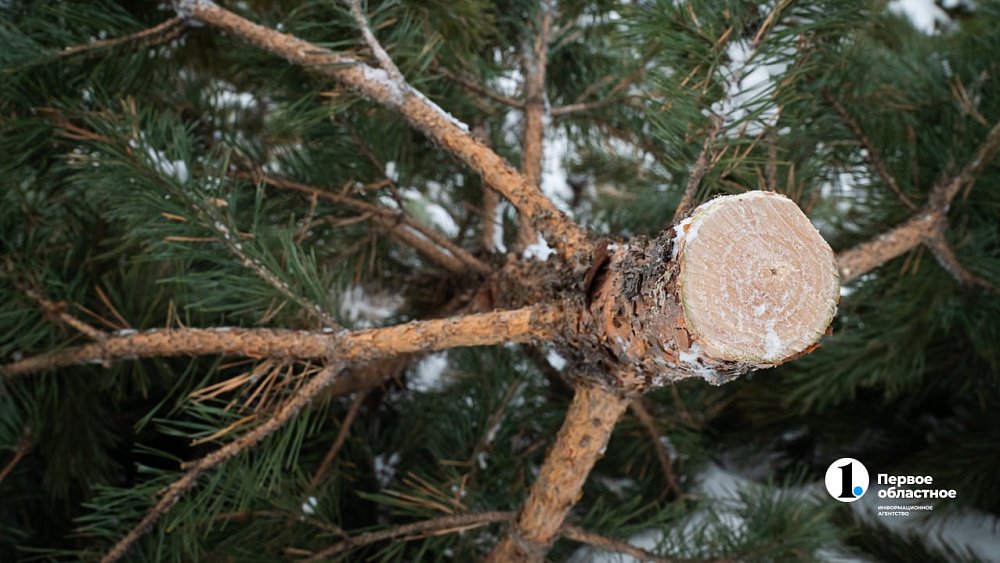 Санитарный эксперт из Башкирии опроверг слухи о клещах в новогодних елках
