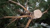 Санитарный эксперт из Башкирии опроверг слухи о клещах в новогодних елках