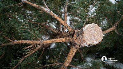 Санитарный эксперт из Башкирии опроверг слухи о клещах в новогодних елках