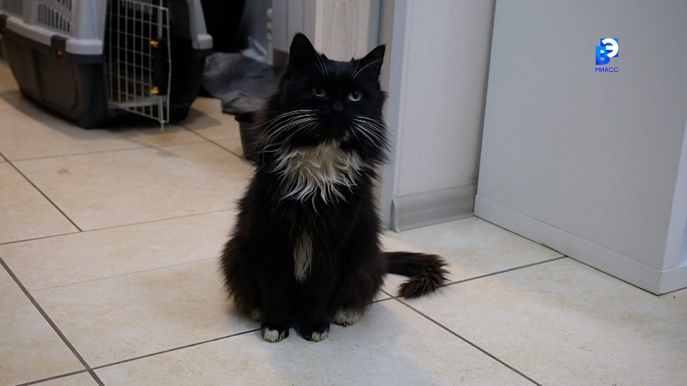 В Миассе спасли брошенное животное