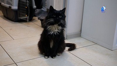 В Миассе спасли брошенное животное