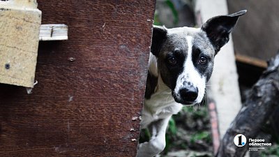 Челябинская область вошла в топ регионов по потерям питомцев в Новый год