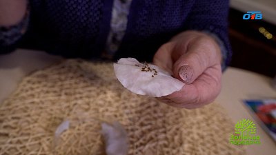 Как проверить семена на всхожесть