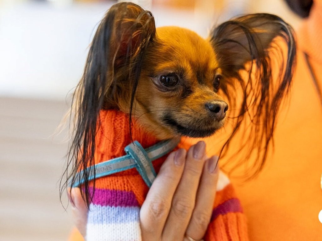 Как челябинцам защитить питомца в новогодние праздники