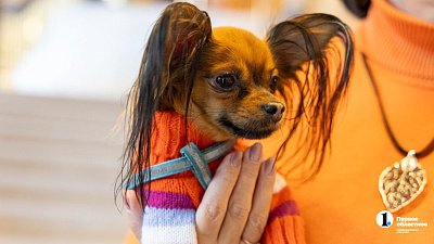 Как челябинцам защитить питомца в новогодние праздники