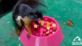 В Челябинском зоопарке опекуны изготовили миски для белок Превоста