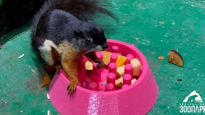 В Челябинском зоопарке опекуны изготовили миски для белок Превоста