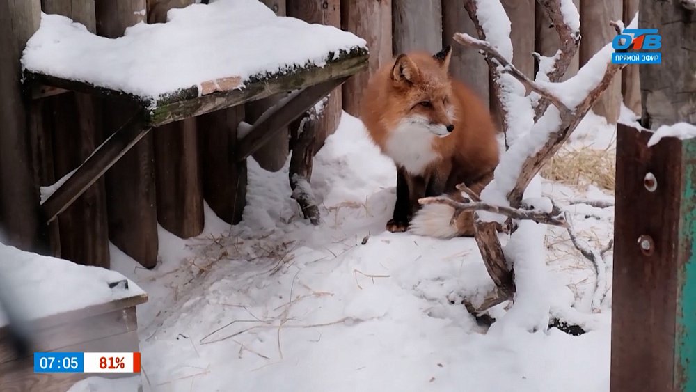 Узнаем, как братья наши меньшие готовятся к празднику, в сюжете «Новый год в зоопарке»