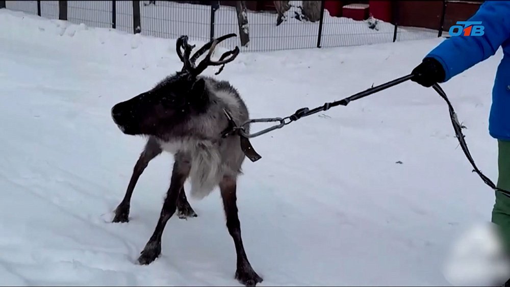 В России отметили День поиска северного оленя