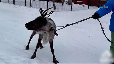 В России отметили День поиска северного оленя
