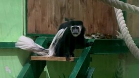 В Челябинском зоопарке экспозицию приматов пополнил новый обитатель