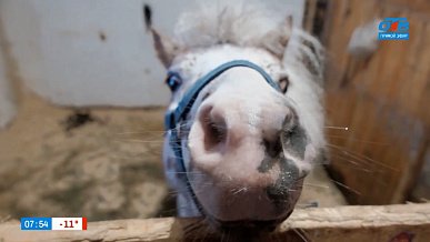 Знакомимся с символом следующего года в сюжете «Как живут лошади»