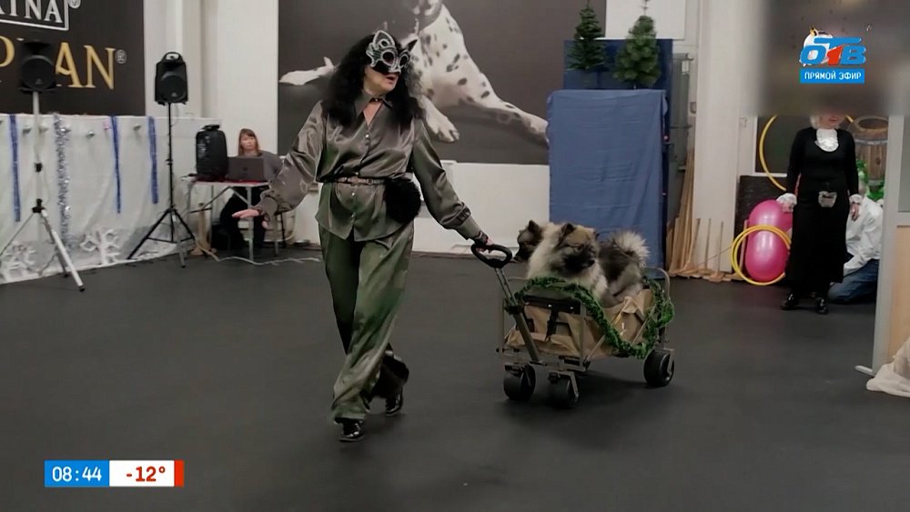 Чудеса с виляющим хвостом в сюжете «Дог-спектакль»