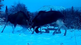 2025 год в объективах фотоловушек нацпарков Челябинской области