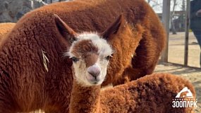 Бейби-бум в Челябинском зоопарке в 2025 году