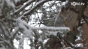 Новогодние каникулы в лесу: как зарядиться силами среди зимней тишины