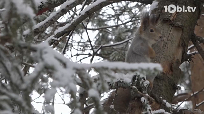 Новогодние каникулы в лесу: как зарядиться силами среди зимней тишины