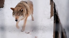 Челябинцы могут разнообразить каникулы посещением зоопарка