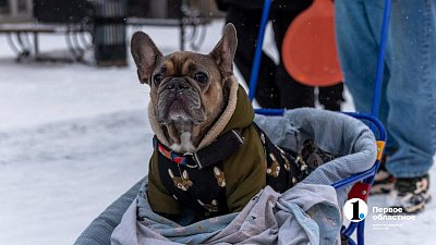 Челябинскую область накроют резкие порывы ветра 8 января