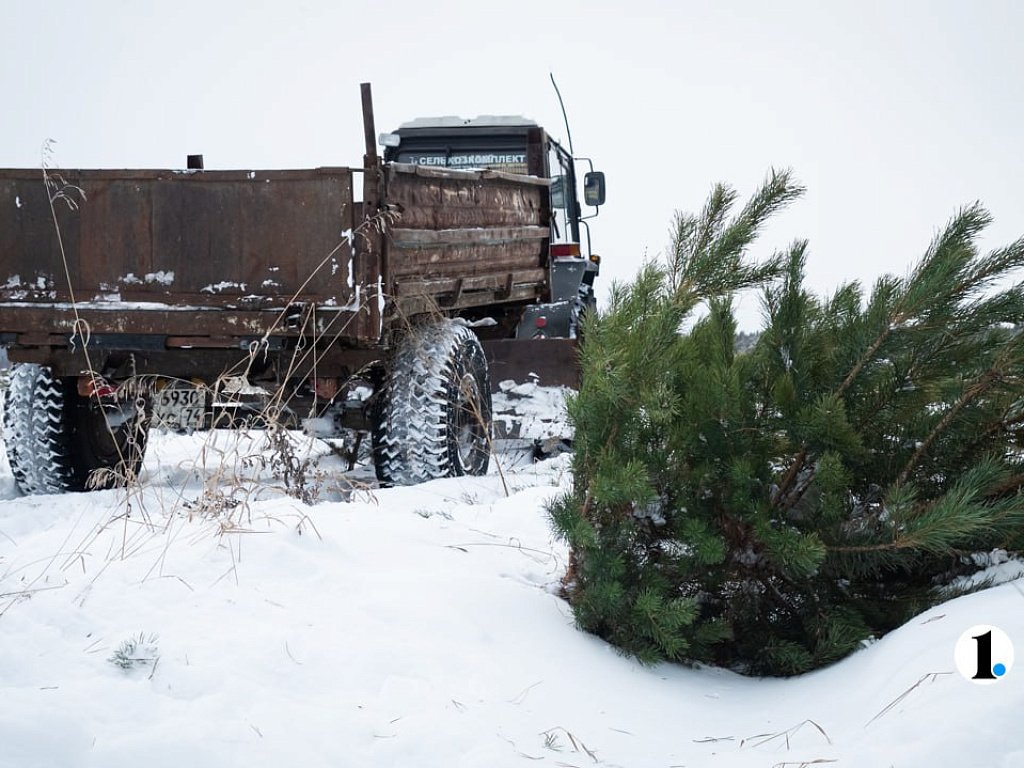 В Челябинске за выброс новогодней ели в мусорный бак оштрафуют на 250 тысяч рублей