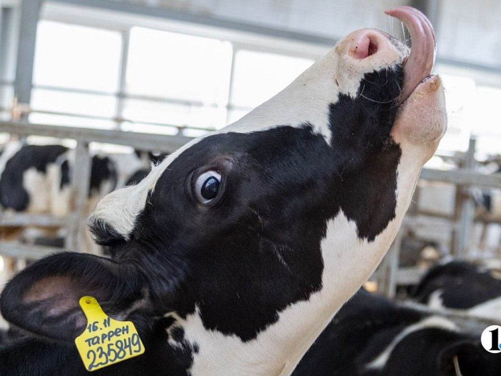 Предприятия Челябинской области увеличили объемы производства молока